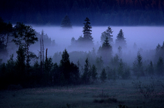 Wald im Rottachmoos bei Morgennebel